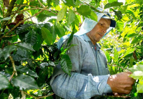 House Espresso: Aquiares Caturra 25