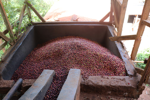 Igutha Factory AA, Kenya