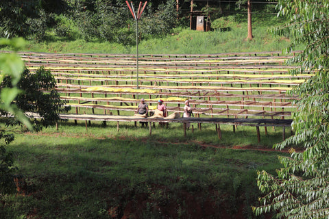 Igutha Factory AA, Kenya