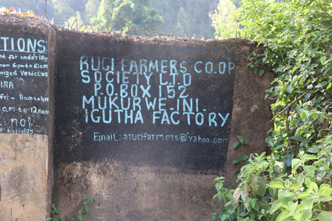 Igutha Factory AA, Kenya