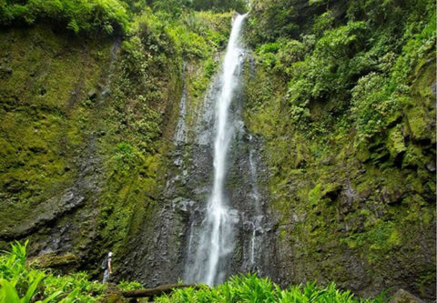 House Espresso: Aquiares Caturra 25