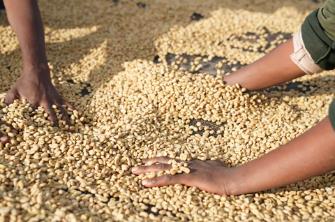 Green Coffee Price Impact and Why The Quality Is (Sometimes) Going Down