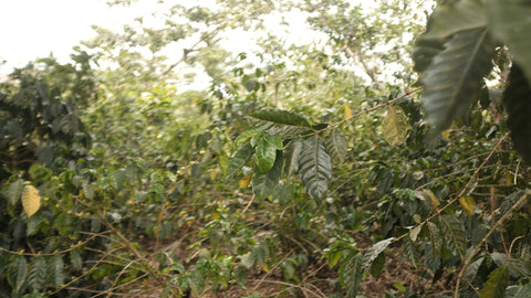 El Carmen Elite, El Salvador