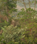 A coffee plantation, lots of greenery but no coffee plants