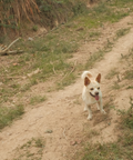 A small dog on a dirt road within the coffee farm in Peru