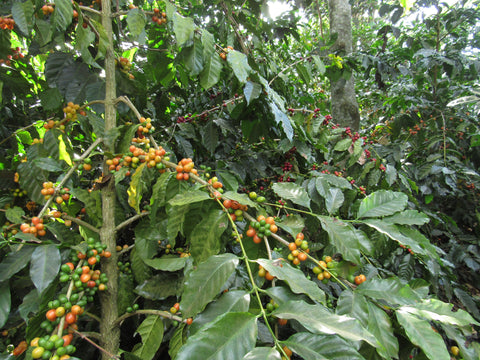 El Carmen - Anaerobic Natural, El Salvador