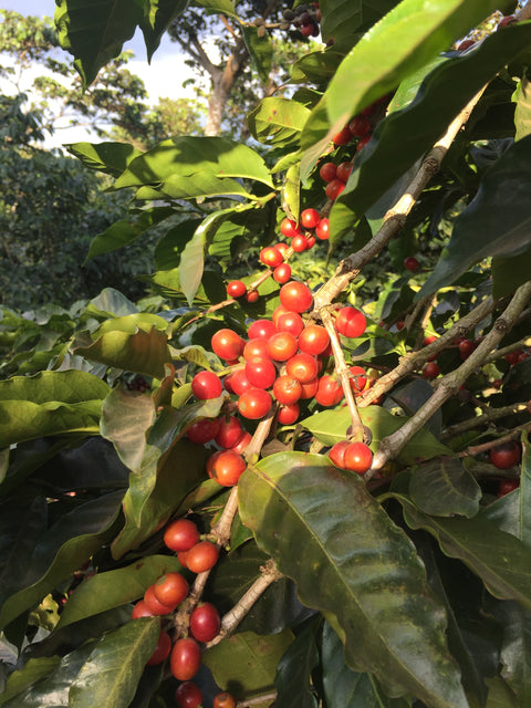 El Carmen - Anaerobic Natural, El Salvador