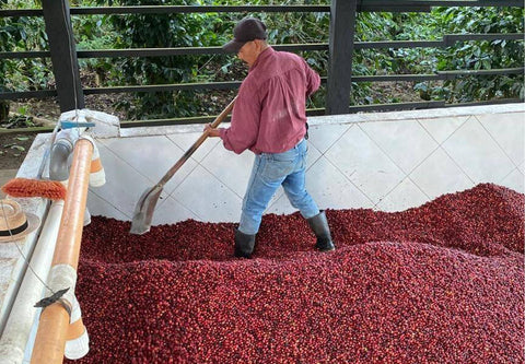 Single Estate, Finca San Lorenzo, Guatemala, Washed