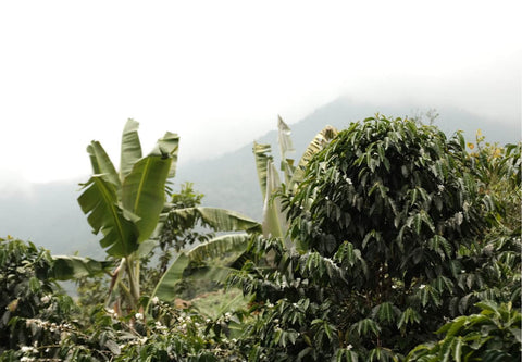 Single Origin – Smallholders of GRAPOS, Mountain Water Decaf