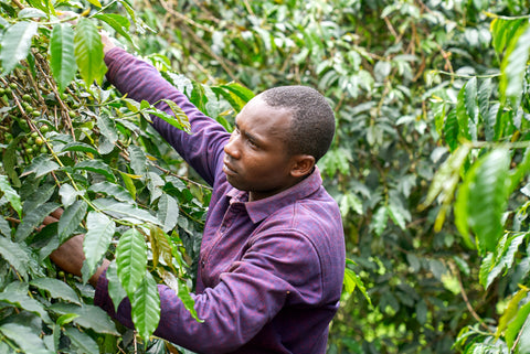 Mt Elgon Manafwa, Uganda