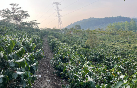 Finca San Lorenzo, Guatemala