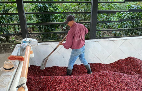 Finca San Lorenzo, Guatemala