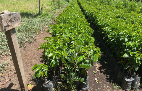 Finca San Lorenzo, Guatemala