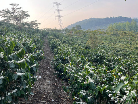 Finca San Lorenzo, Guatemala