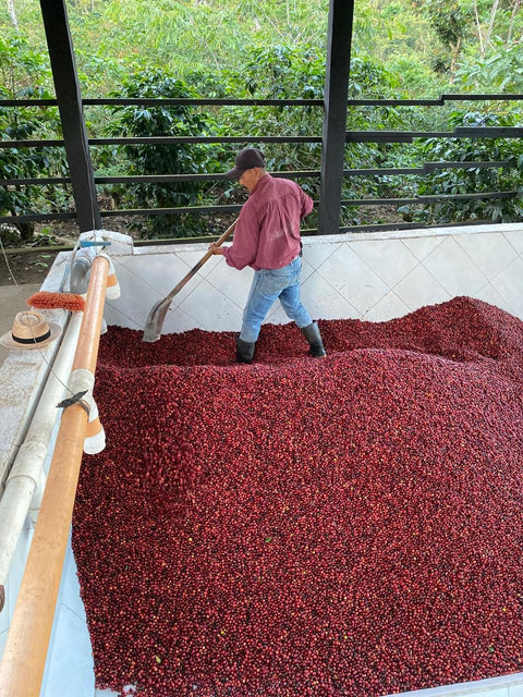 Finca San Lorenzo, Guatemala