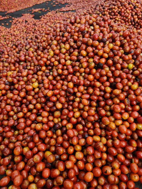 El Carmen - Anaerobic Natural, El Salvador