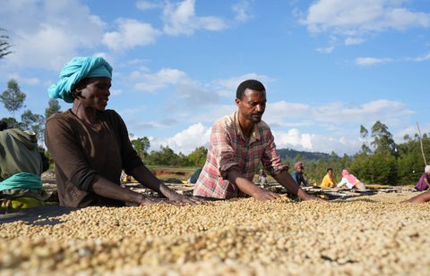 Single Origin, Sidama Boreta, Ethiopia - Natural