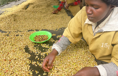 Single Origin: Smallholders of Rubyiniro Hill, Rwanda