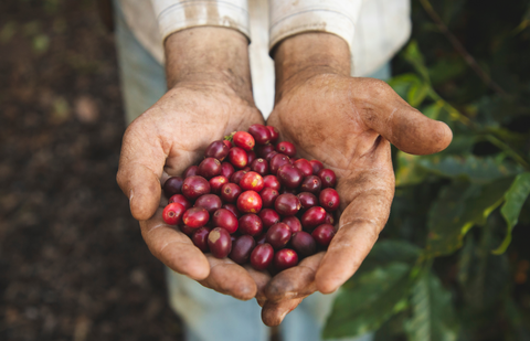 Pocos De Caldas, Brazil - DECAF