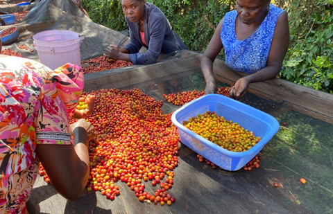 Single Estate: Smallholders of Tarime, Tanzania - natural