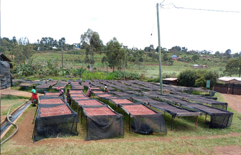 Single Estate: Smallholders of Tarime, Tanzania - natural