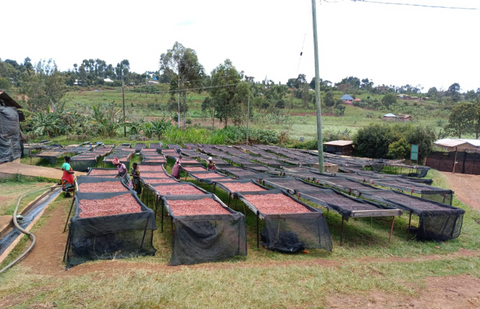 Single Origin: Smallholders of Tarime, Tanzania