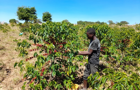 Single Origin: Isaiso AMCOS - AA, Tanzania